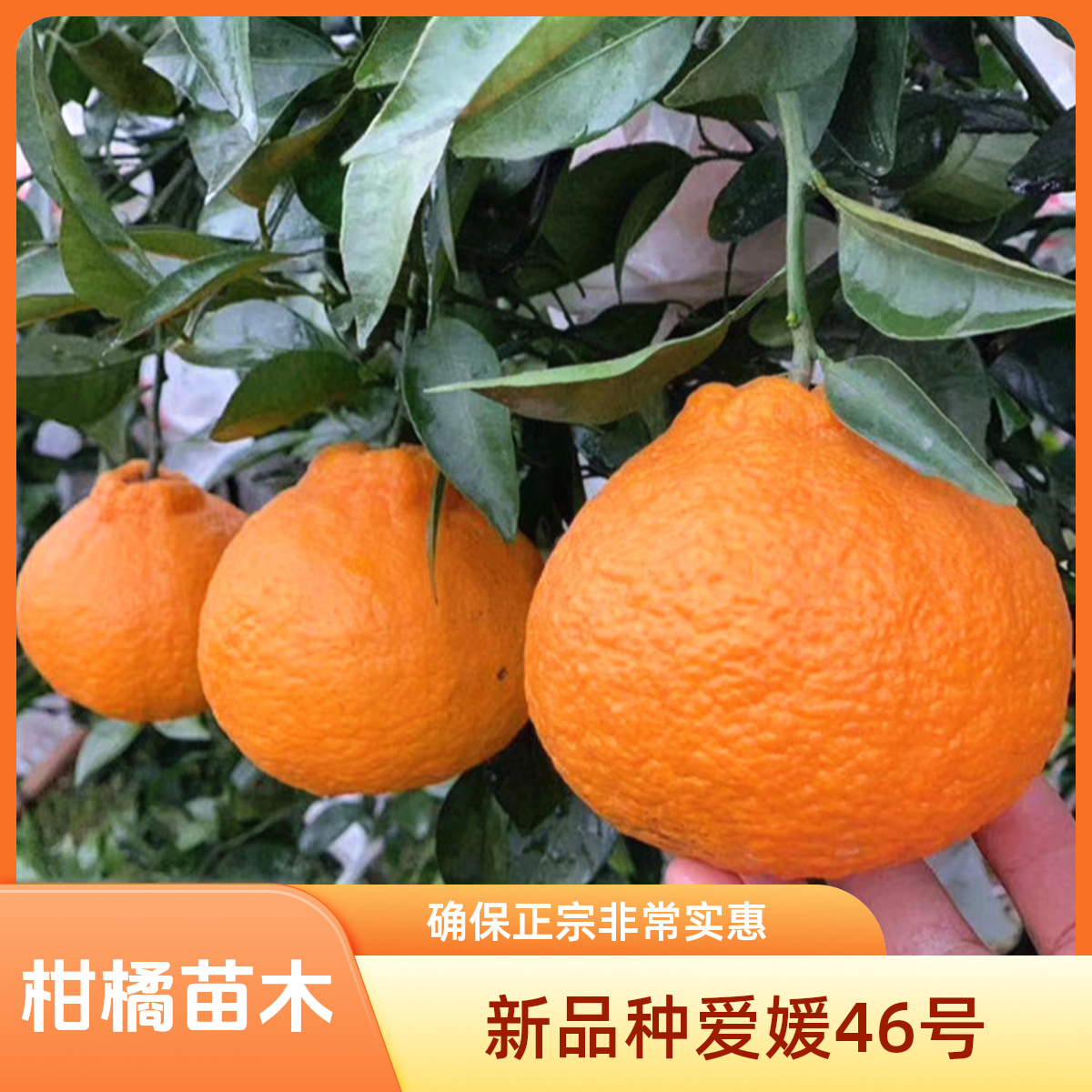 新号开播新品种柑橘苗阿蜜达 爱媛红美人和春见耙耙柑杂交品种