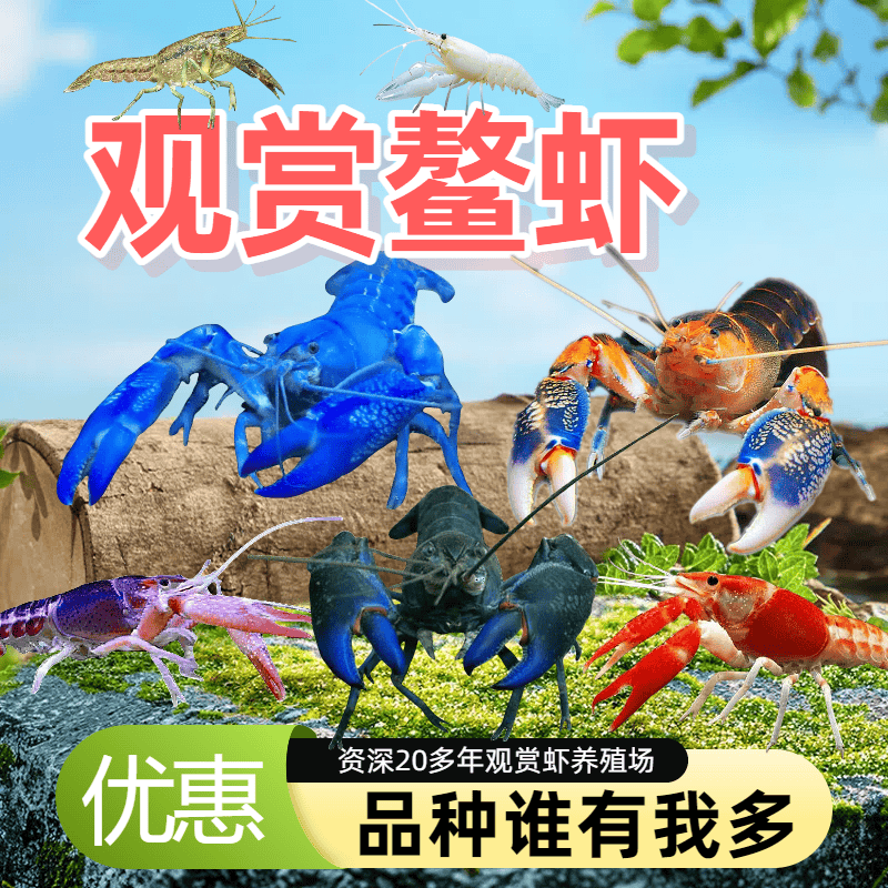 观赏红白蓝鳌虾宠物活体鱼缸水族淡水小龙虾天空蓝魔青花瓷龙纹贰
