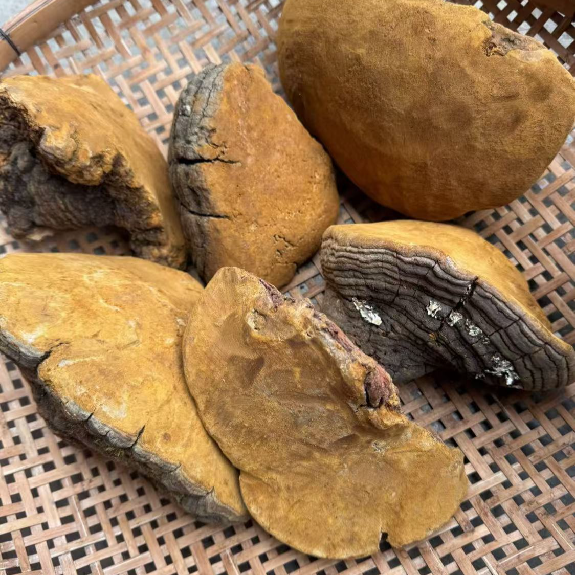 【阿强收皮】长白山荒野桑黄 7年陈 150g