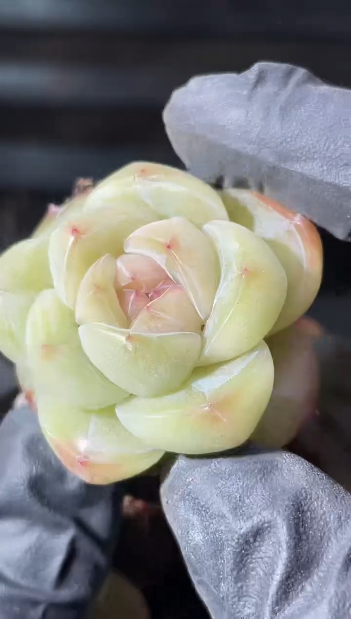 14-73白体小冬瓜2-3厘米量拍发一颗