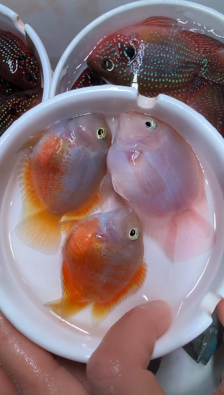 鹦鹉鱼胭脂粉一公俩母