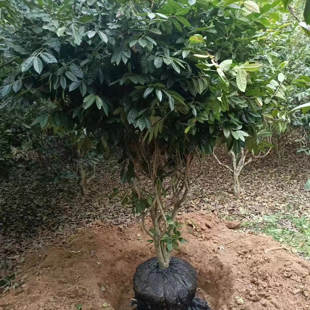 金花茶树苗桩头零头链接