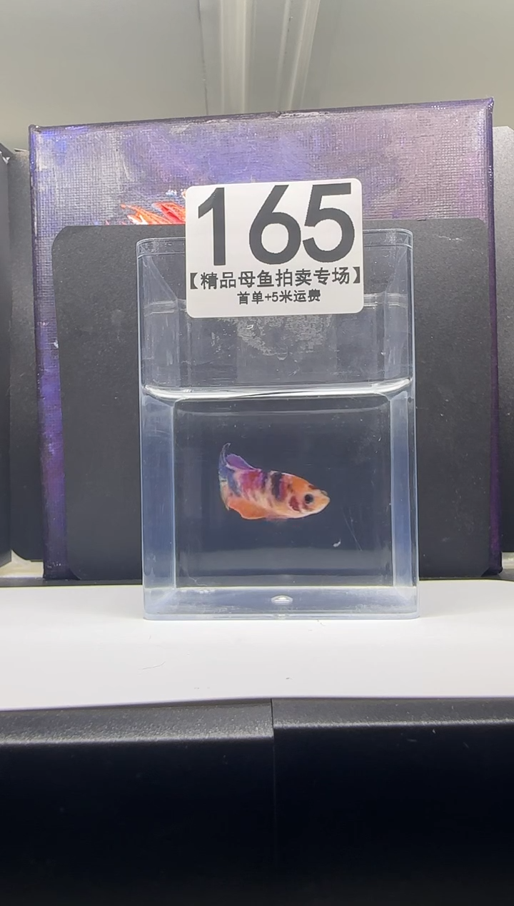 斗鱼母鱼编号：165
