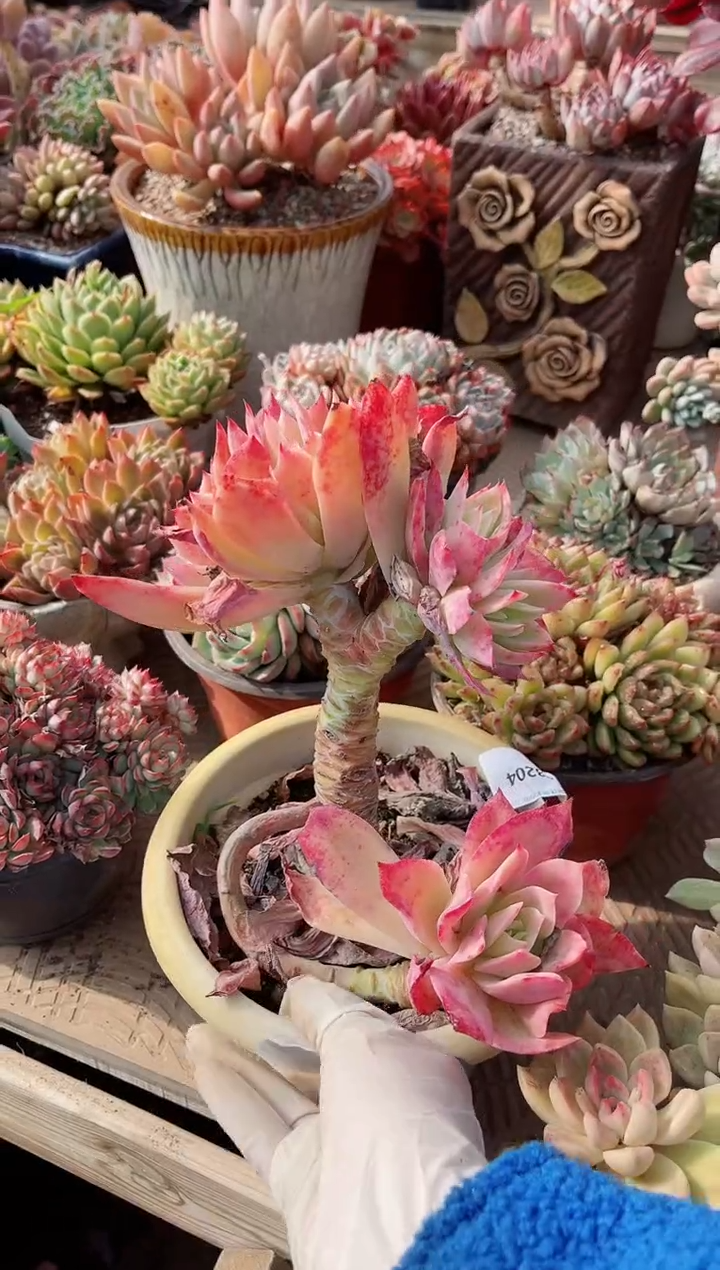 【闪购商品】13204