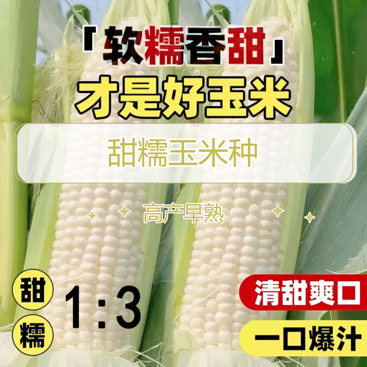 【牛奶香甜糯】国审大棒白糯玉米种双棒黏粘玉米育苗春播禾盛糯1512商品图