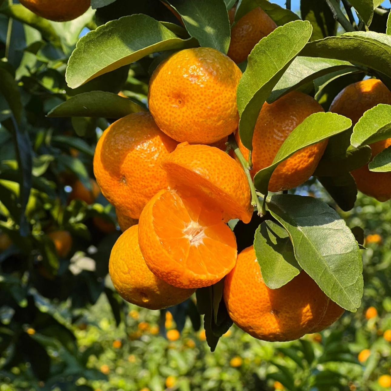 广西砂糖橘新鲜爆汁多汁爽口细腻自然熟