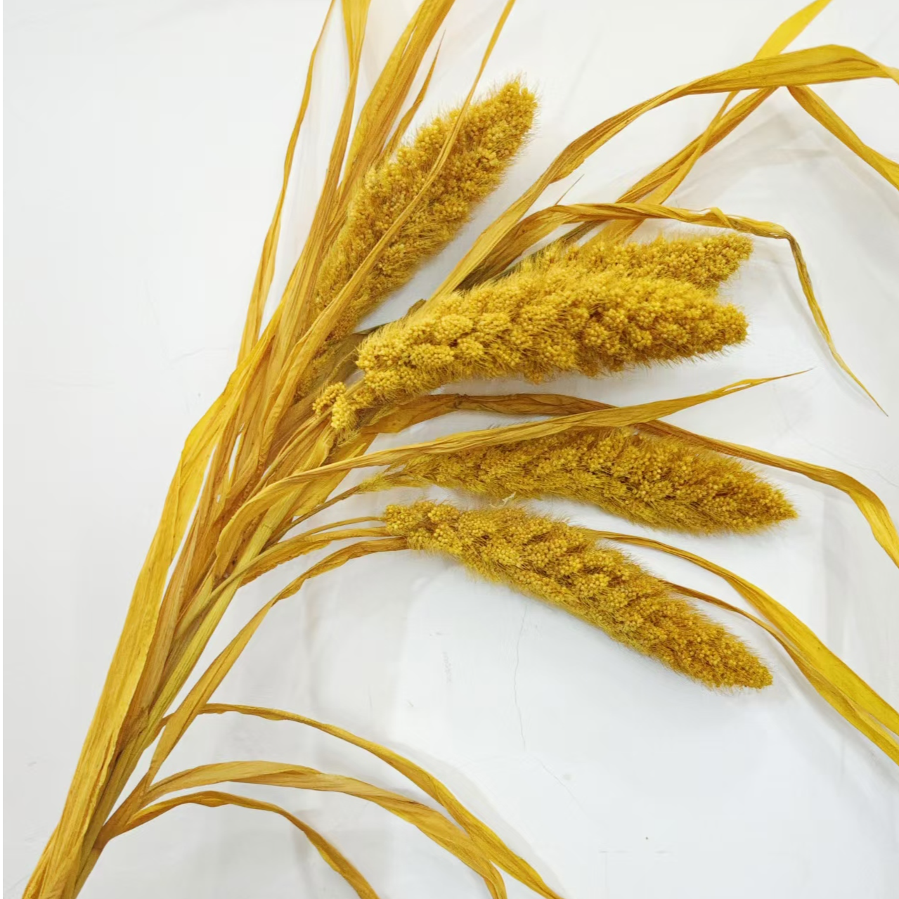 【熊伟草】永生花熊伟草云南批发居家节庆装饰材料情人节礼品花材