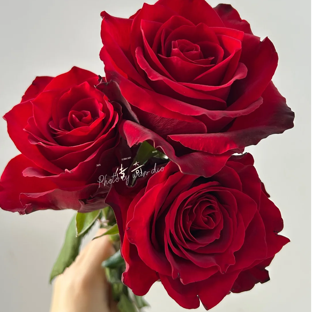 【传奇红玫瑰10支】云南新鲜鲜花 全店任意两件包邮送货上门