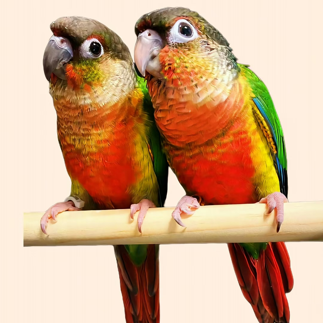 活体鹦鹉链接 各种手养鹦鹉