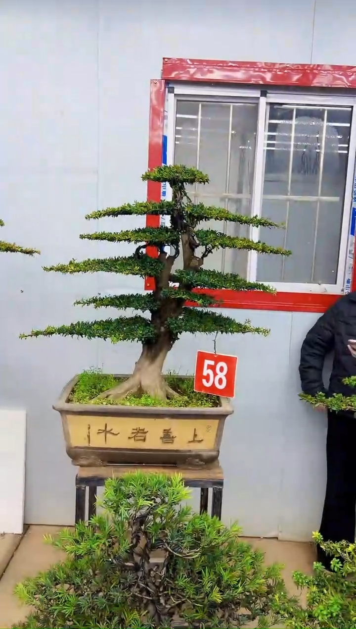 无花朵一物一拍，所见即所得