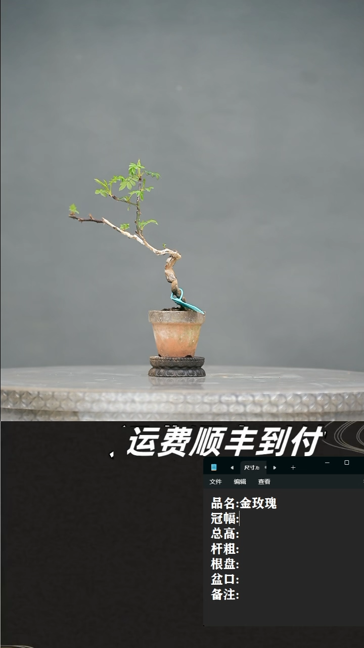 【闪购商品】2金玫瑰