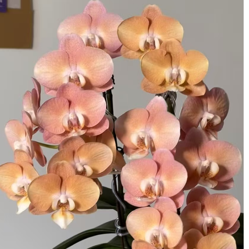【鲑鱼】3.5寸杯 中花型 双花剑 高品质精品蝴蝶兰