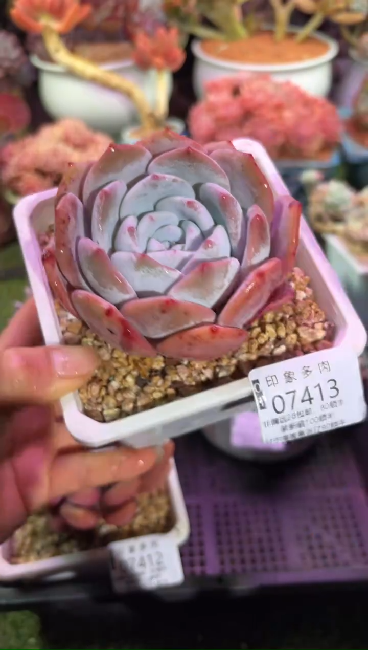 【闪购商品】07413