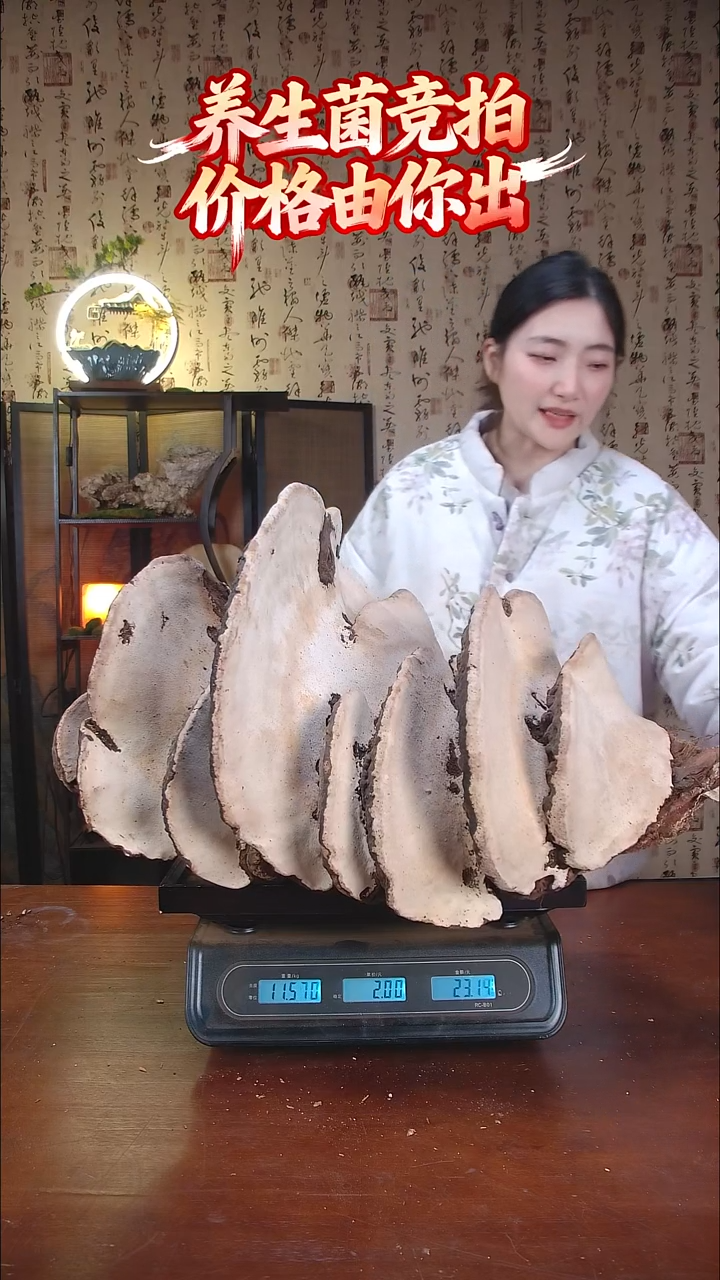 红缘拟层孔层中国大陆【藏区野生】红缘树舌（21.13斤）220-230年份