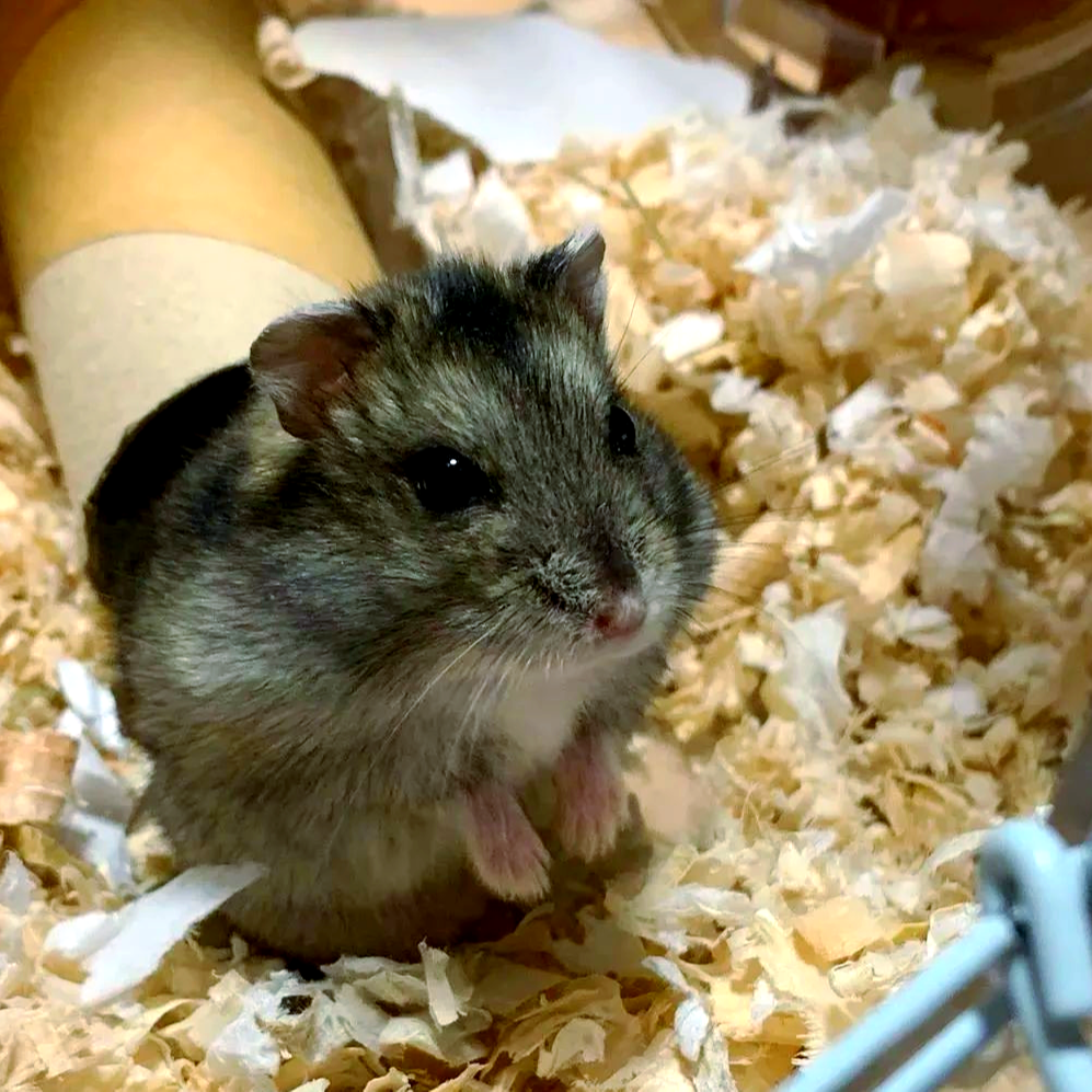 可爱温顺易上手的宠物仓鼠布丁银狐三线紫仓等品种磨牙棒仓鼠