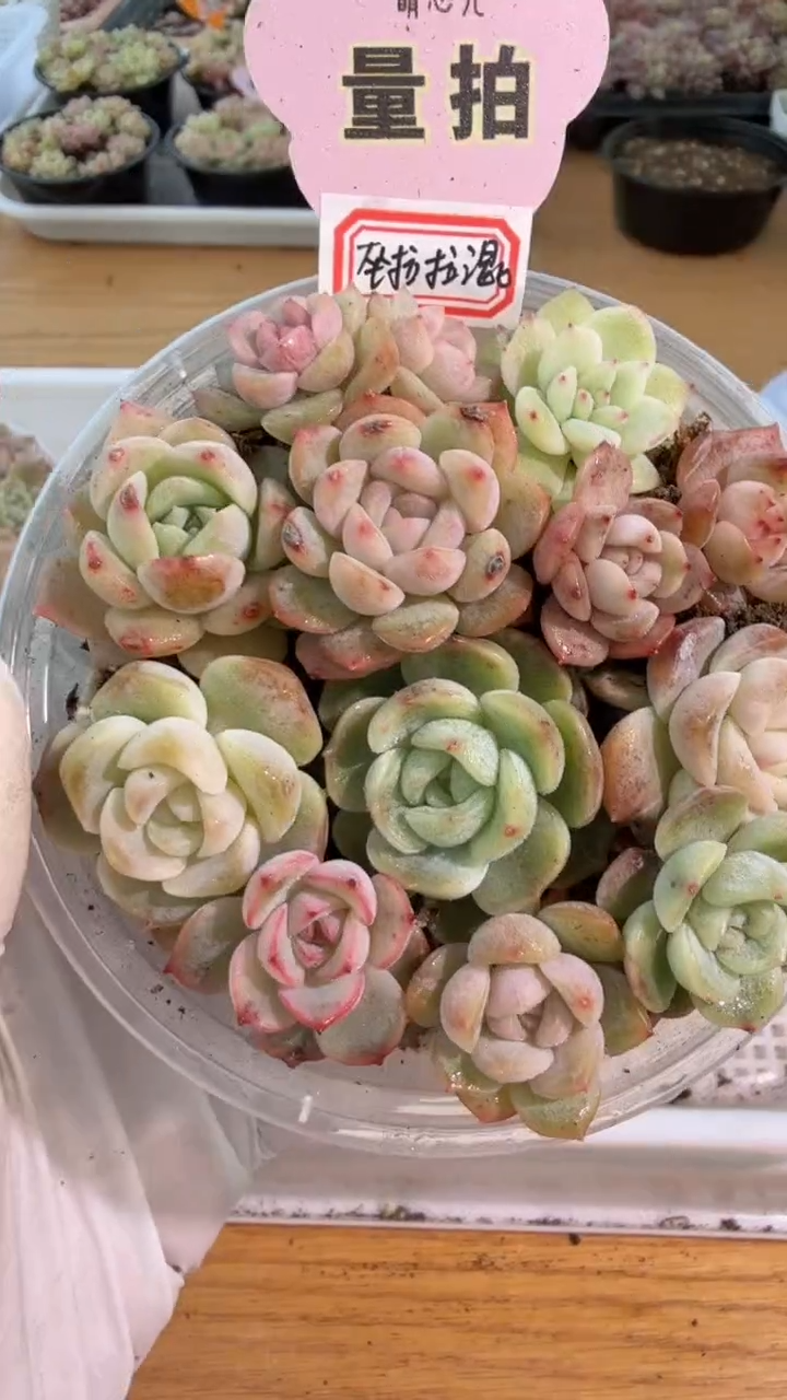 巫拉拉混 1盒 量拍混发