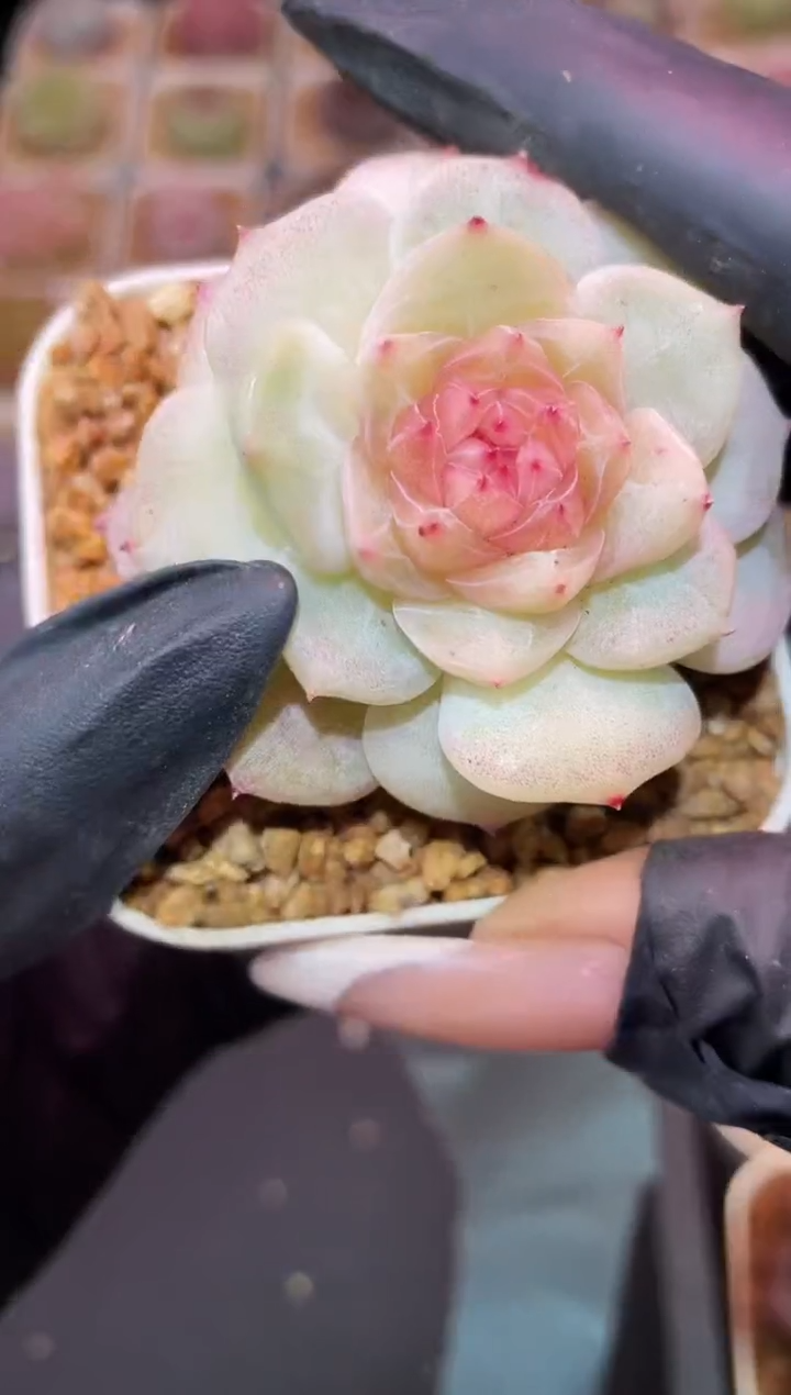 闪购309 寒月霜花多肉一颗