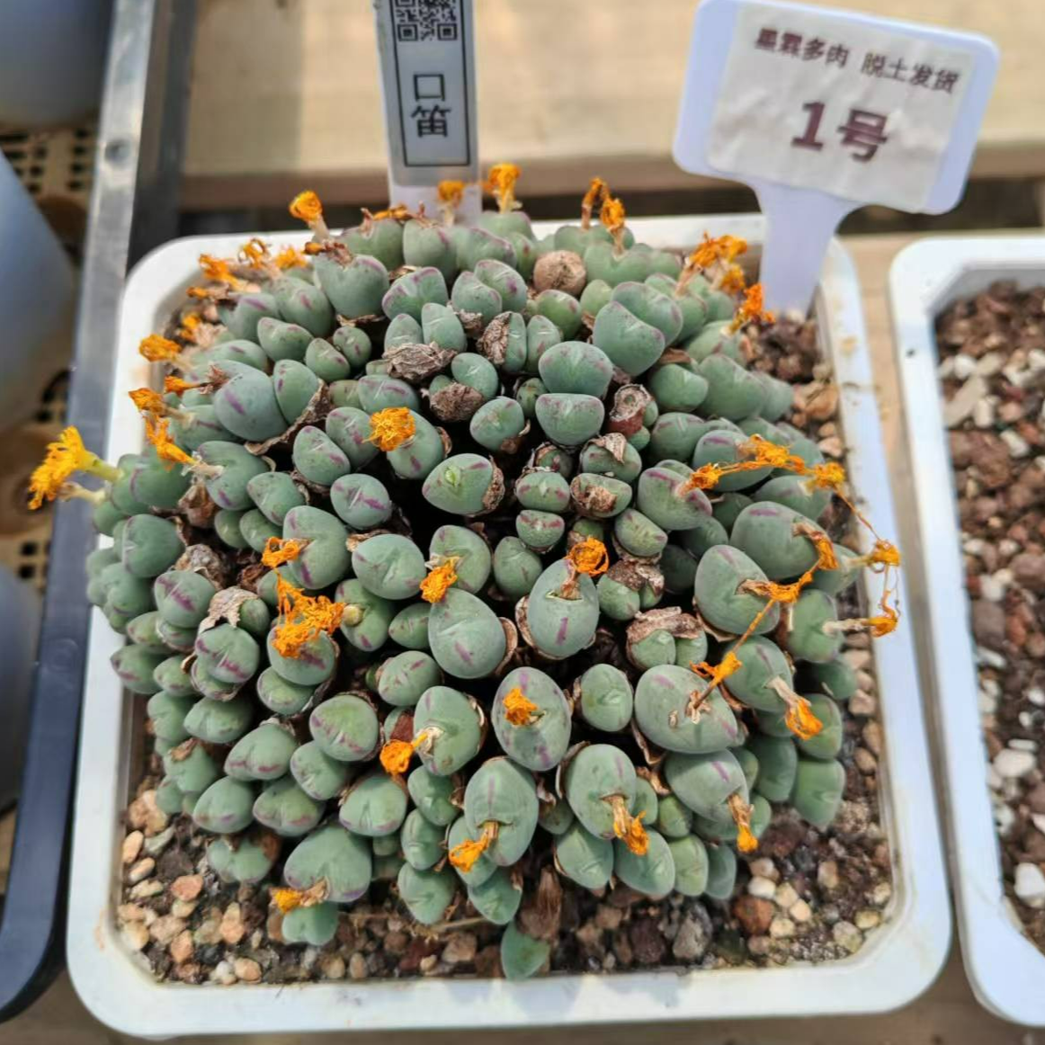 口笛 （脱土发货）