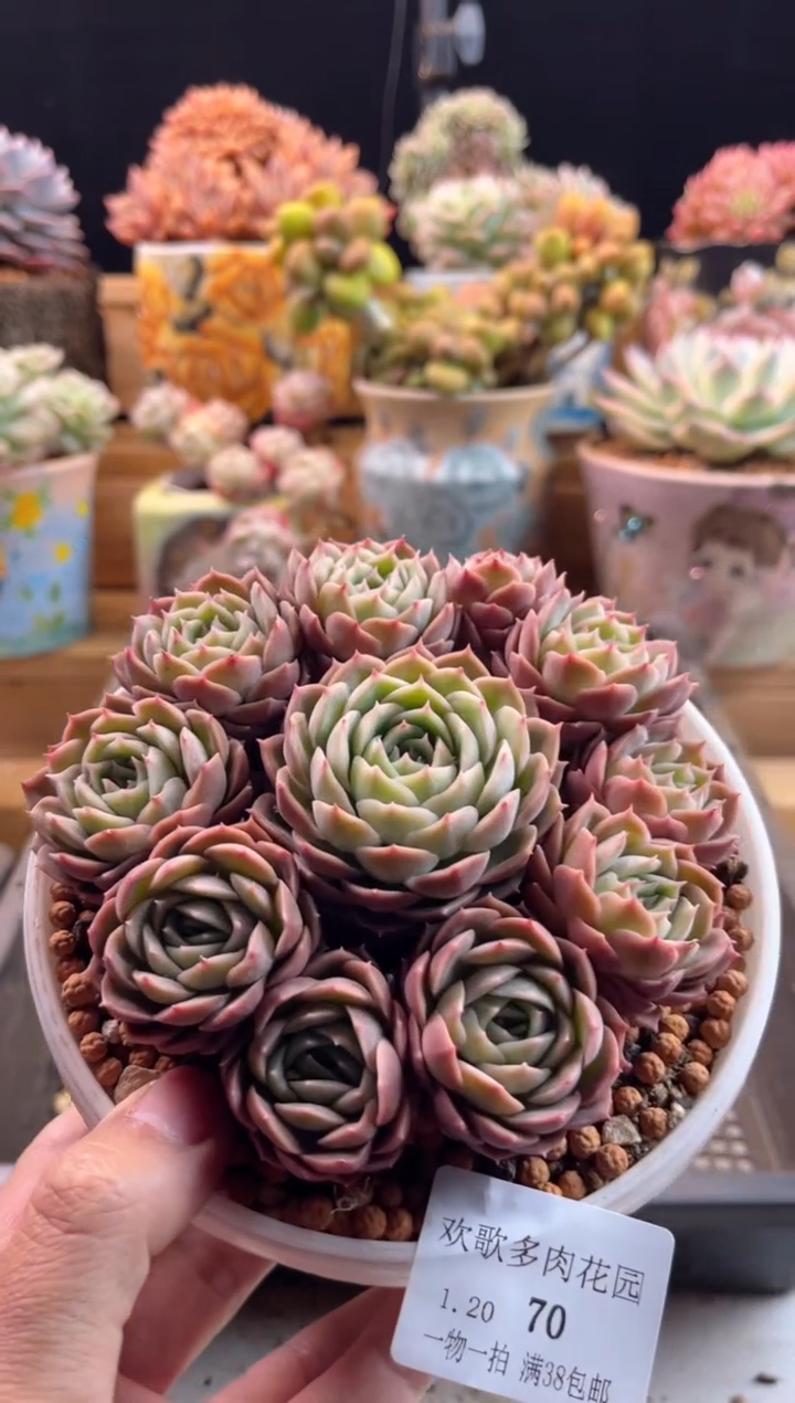 【闪购商品】1.20-70昂斯诺捧花