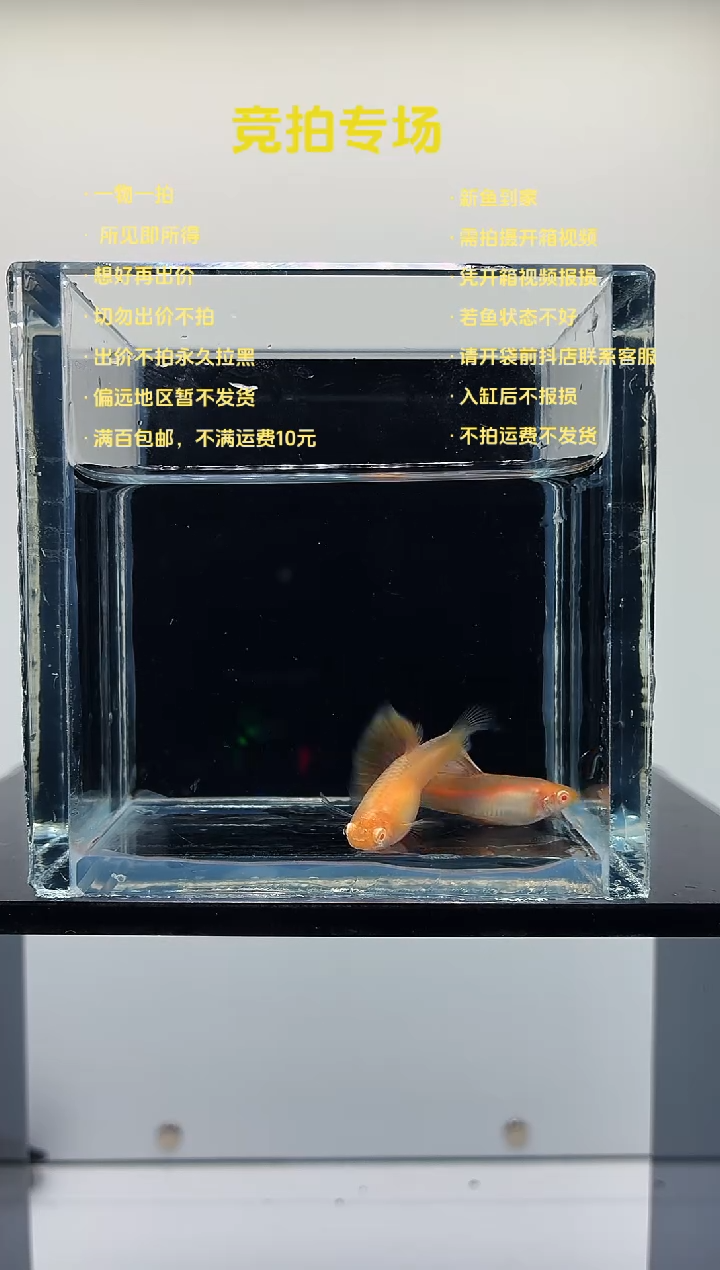 金粉孔雀鱼一对-82