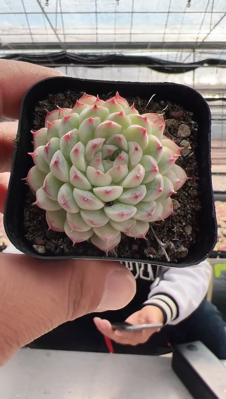 【闪购商品】米亚-3