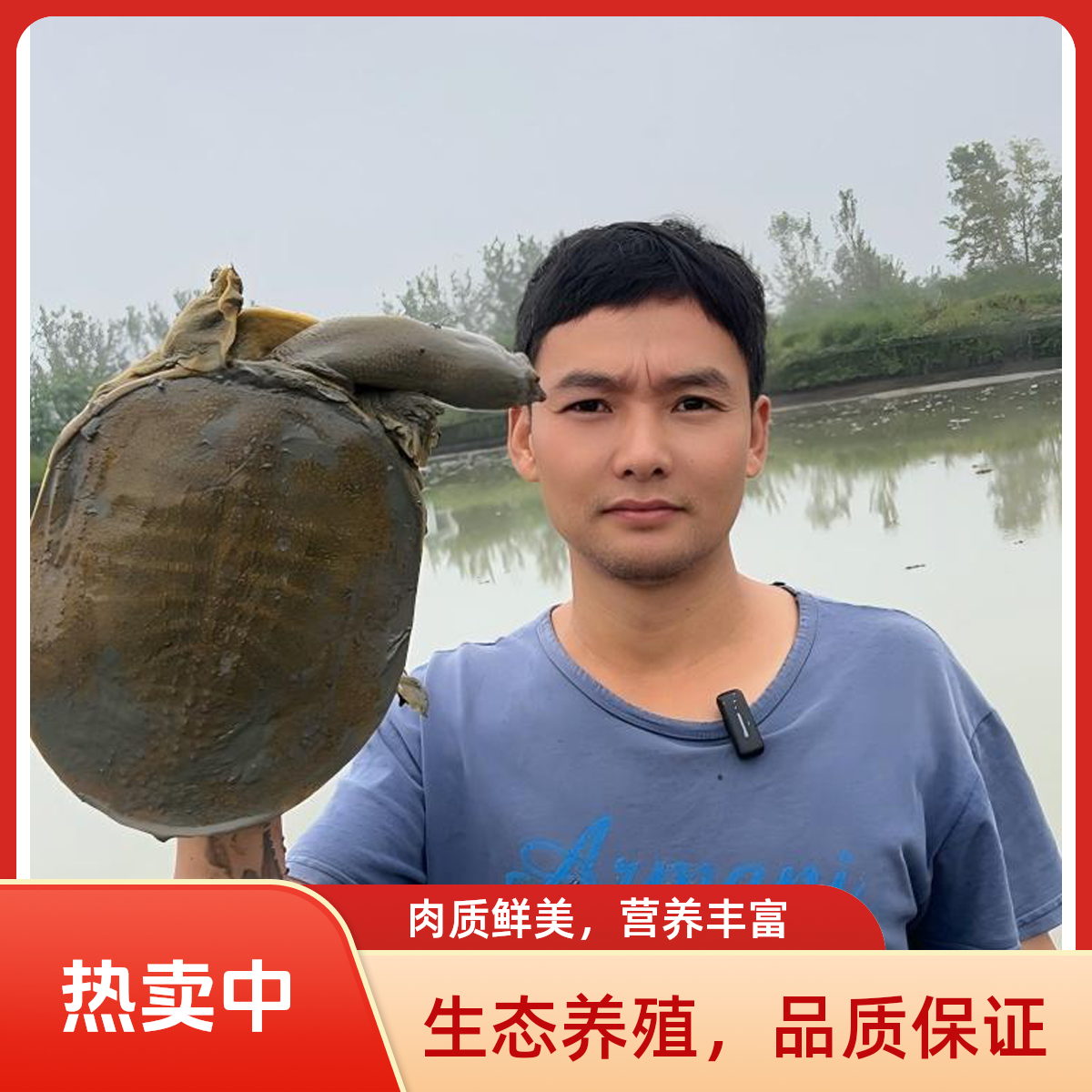 河道仿野甲鱼【2只装】到手5-5.5斤 青黄背 公母随机 水鱼京东包邮 