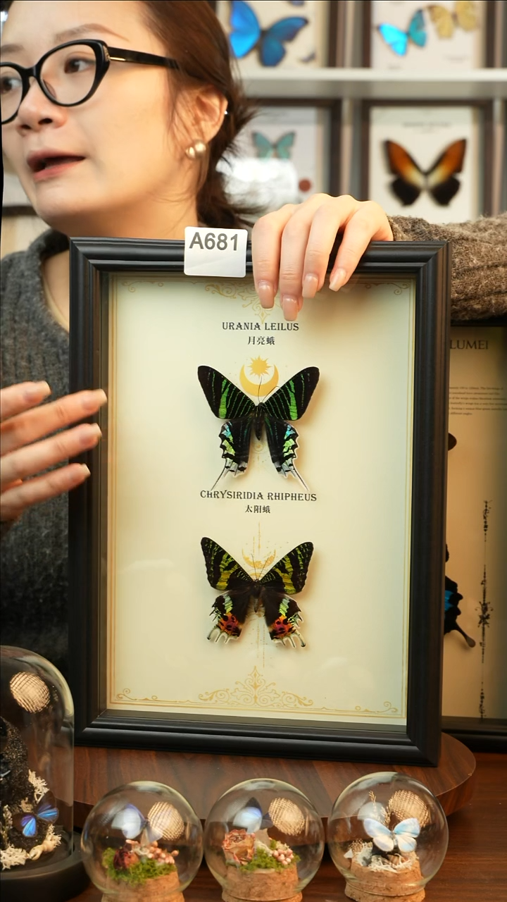 太阳蛾+月亮蛾双蝶组合款A4欧式黑框A681
