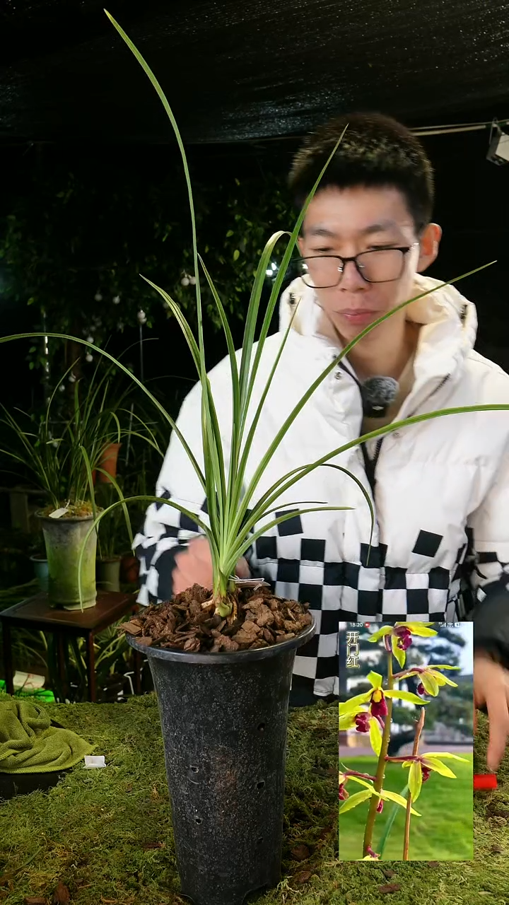 全部花苞成*蕙兰-开门红，翡翠红素（子母2苗带花苞）