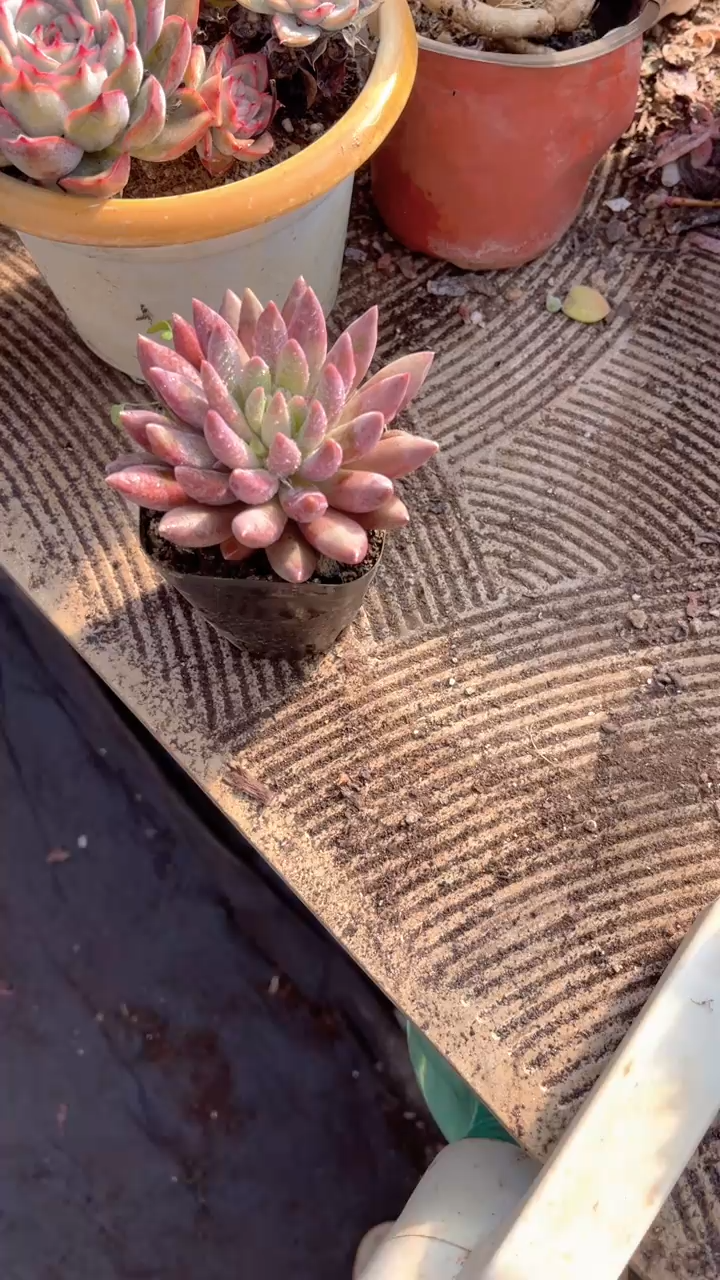 浅*跃跃精品多肉28012