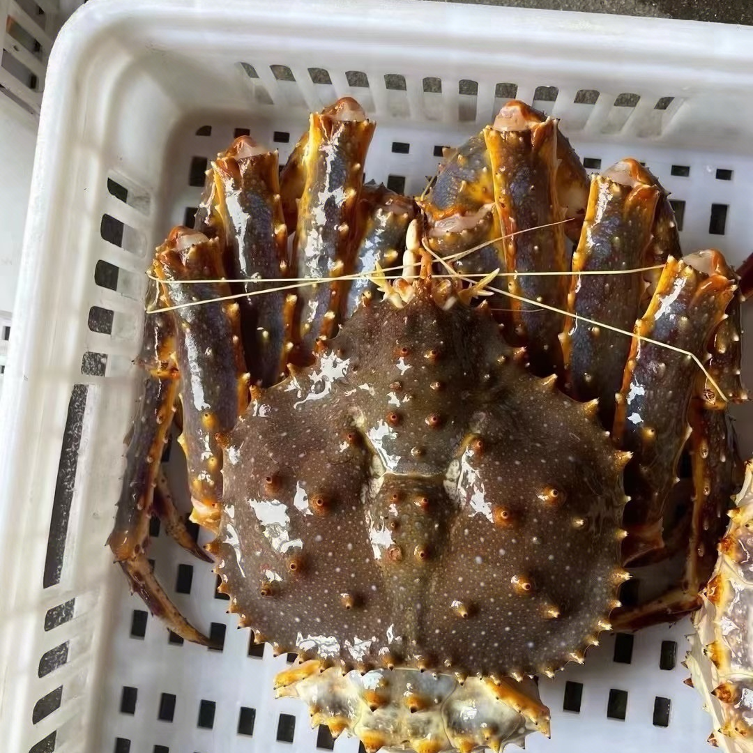 断氧帝王蟹约5.8斤980元/只