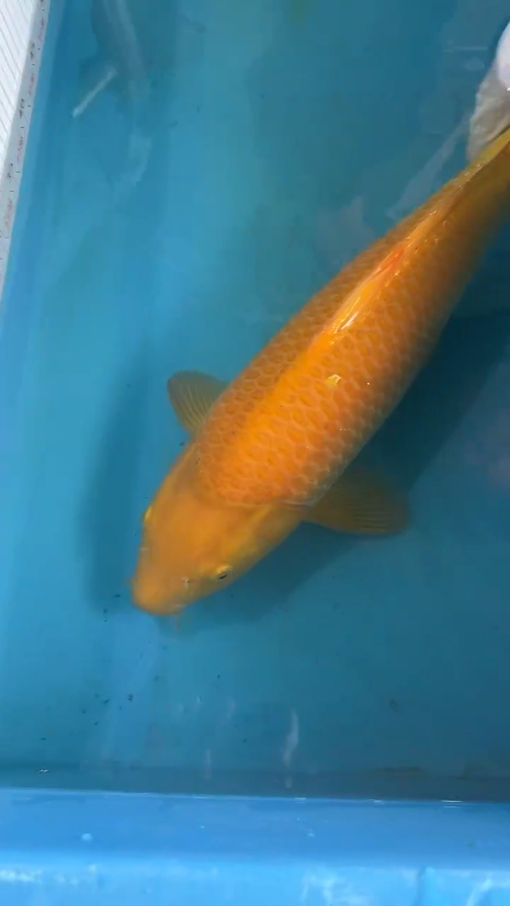 母绿毛龟太饱锦鲤36cm-45cm不包邮到付