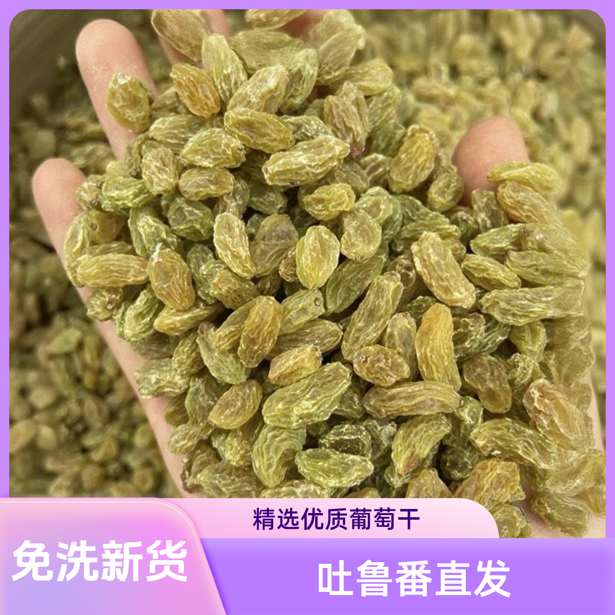 新疆吐鲁番直发无核白自产自销葡萄干自然晾晒干净软糯肉厚香甜