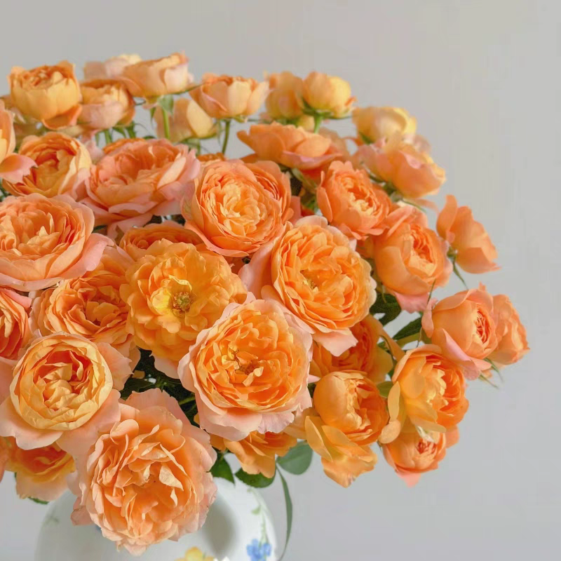 【花妖阁花卉】果汁阳台多头玫瑰鲜花