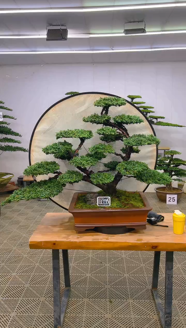 无花朵一物一拍一物一拍