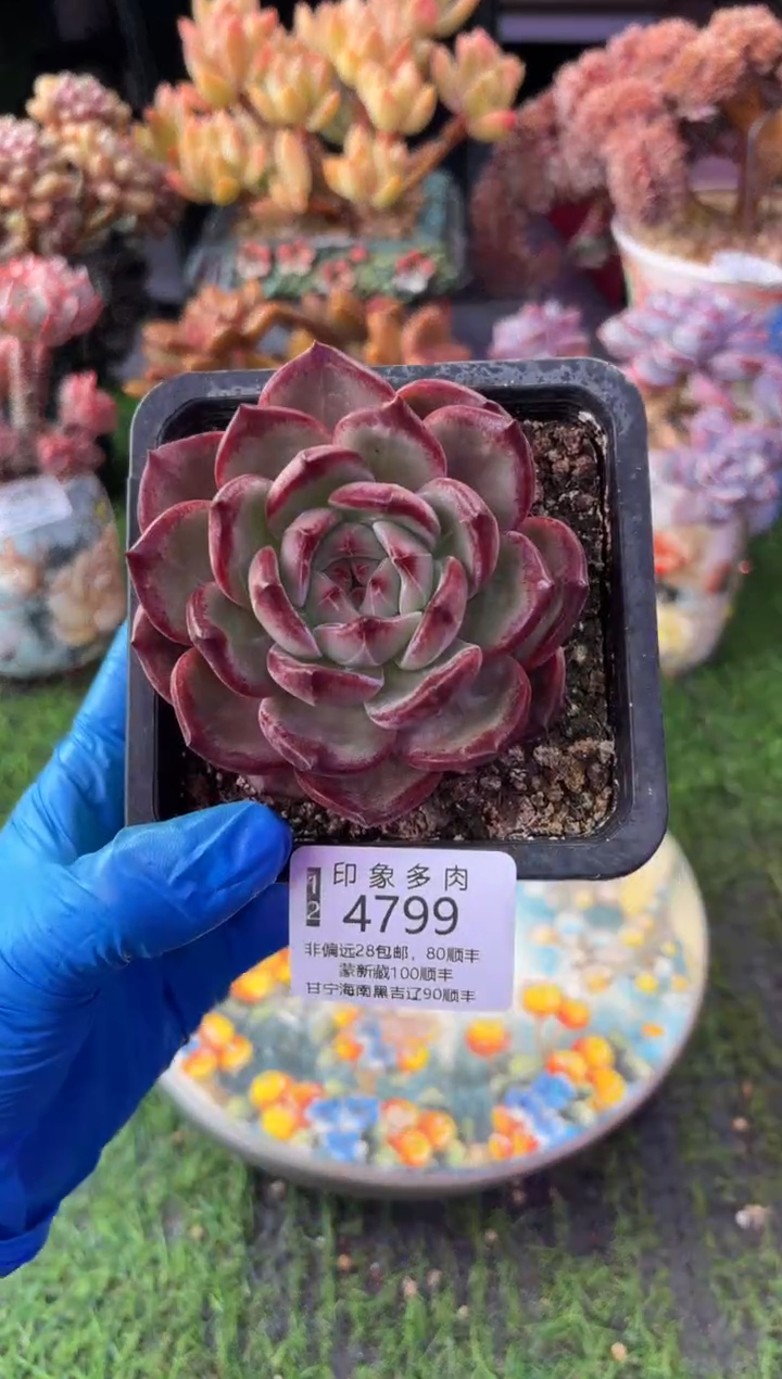 昆明印象多肉4799
