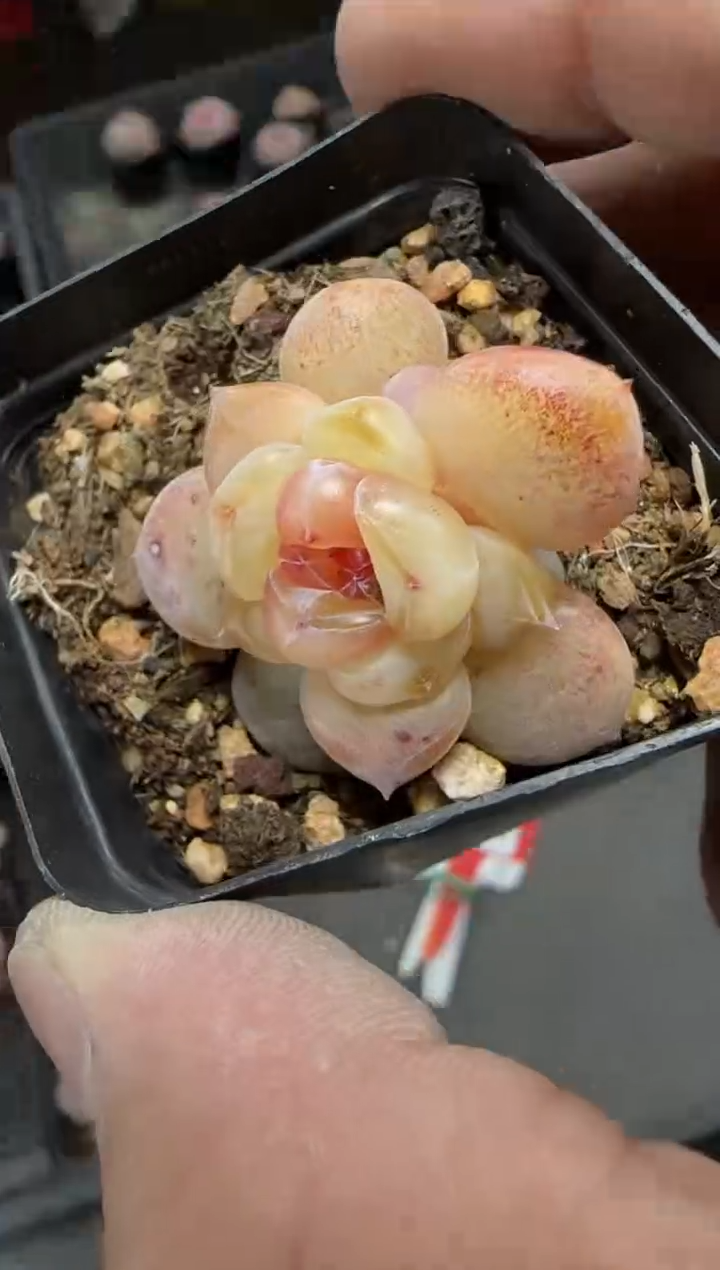 【闪购商品】一物一拍0214—264