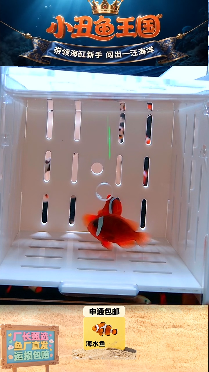 海水鱼3-3.5全品一对番茄