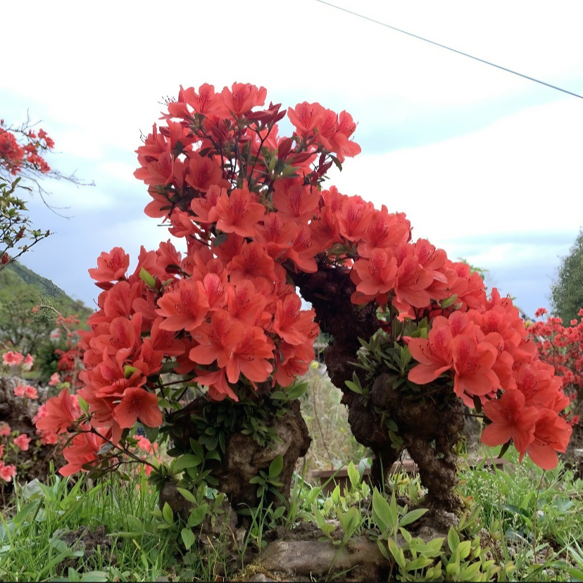杜鹃花老桩盆景盆栽庭院三角梅紫薇花素材适合打造独特景观鸡血红