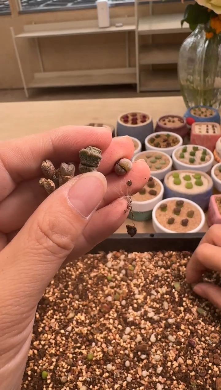 美丽的肉石头24-157