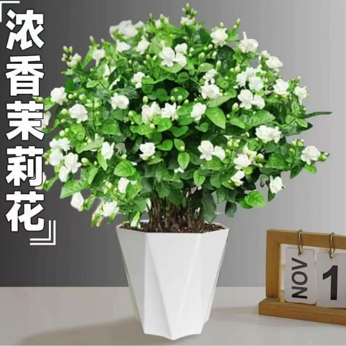 茉莉花盆栽四季开花重瓣浓香型室内室外阳台庭院好养高35左右