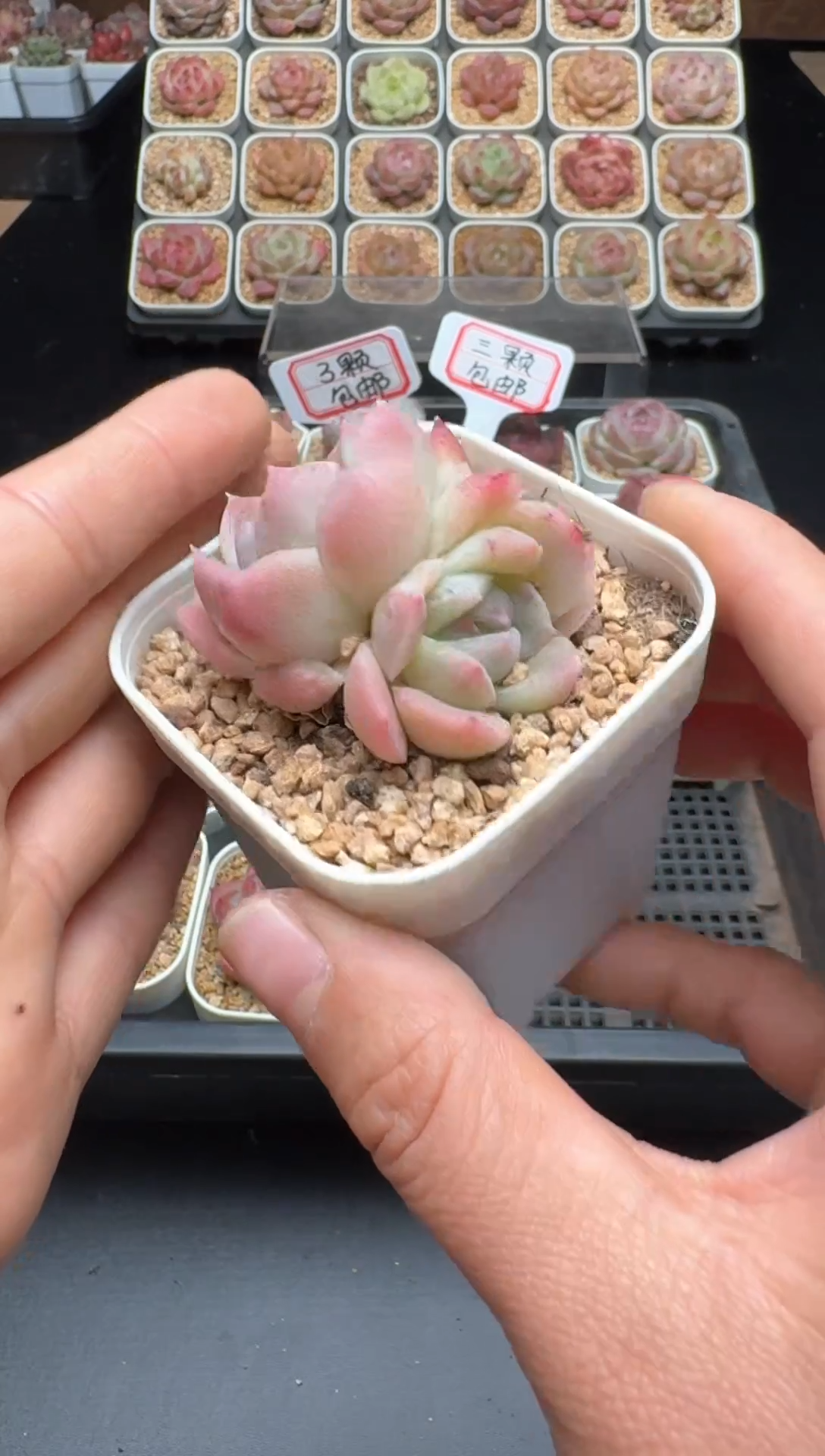 【闪购商品】954号 珍妮杂交多肉 花卉植物