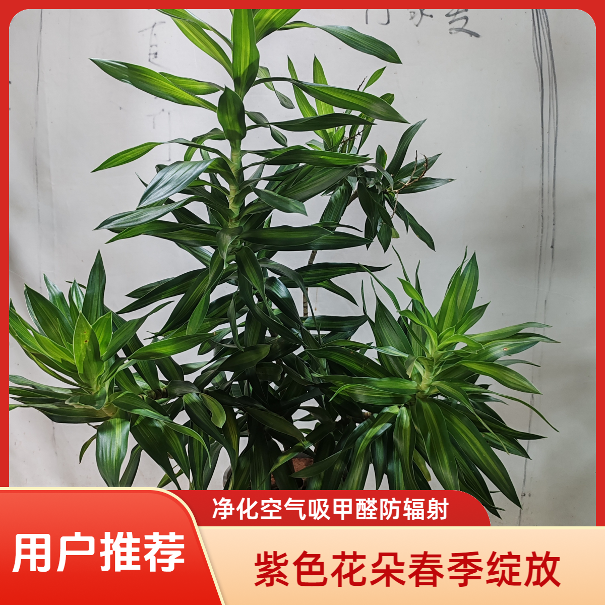金心百合竹客厅真绿植室内大型盆栽落地植物龙血树轻奢水培植物