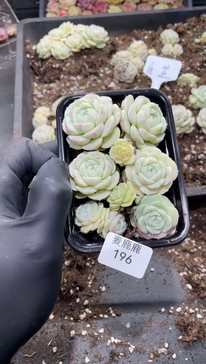 196白芷      量拍
