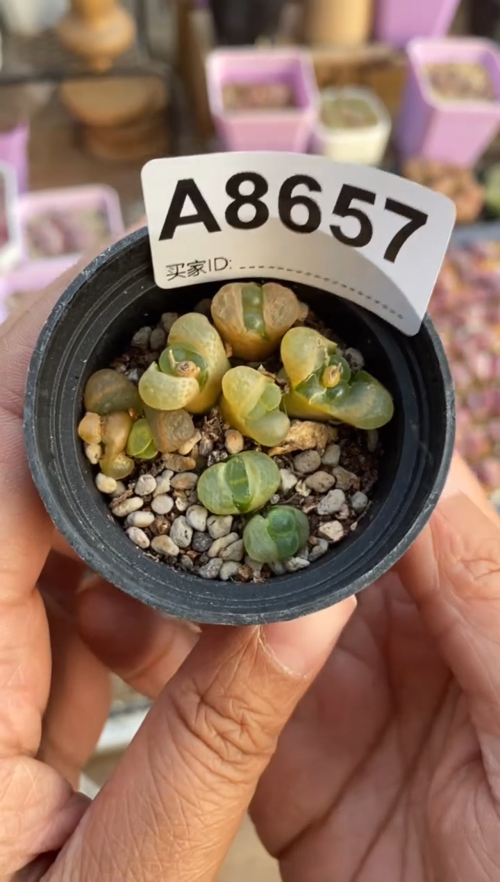 【闪购商品】8657直播一物一拍