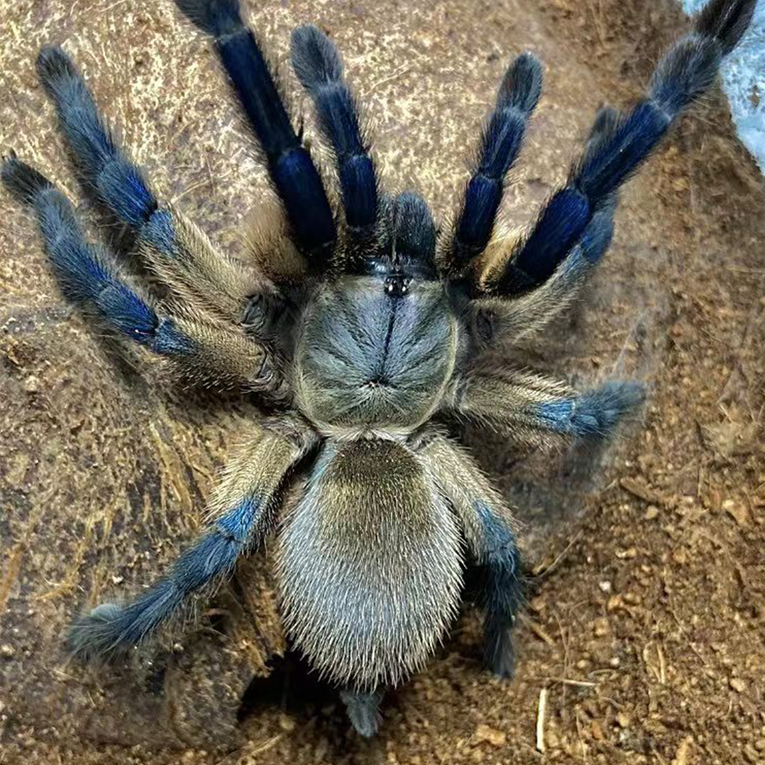 梦幻蓝巴布 宠物蜘蛛活体可群养新手好养