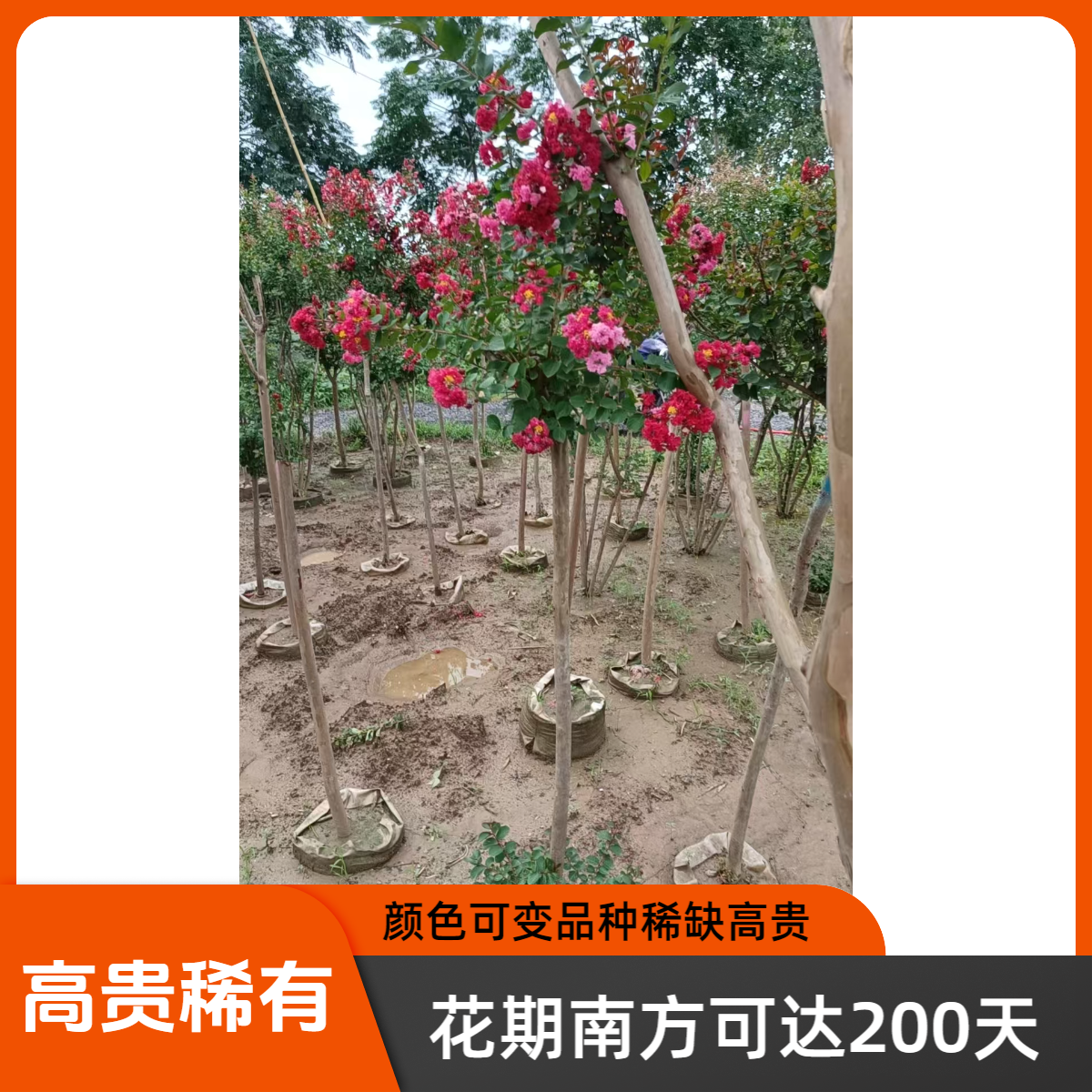 美国进口原生红火球紫薇美化观赏紫薇花花卉绿植