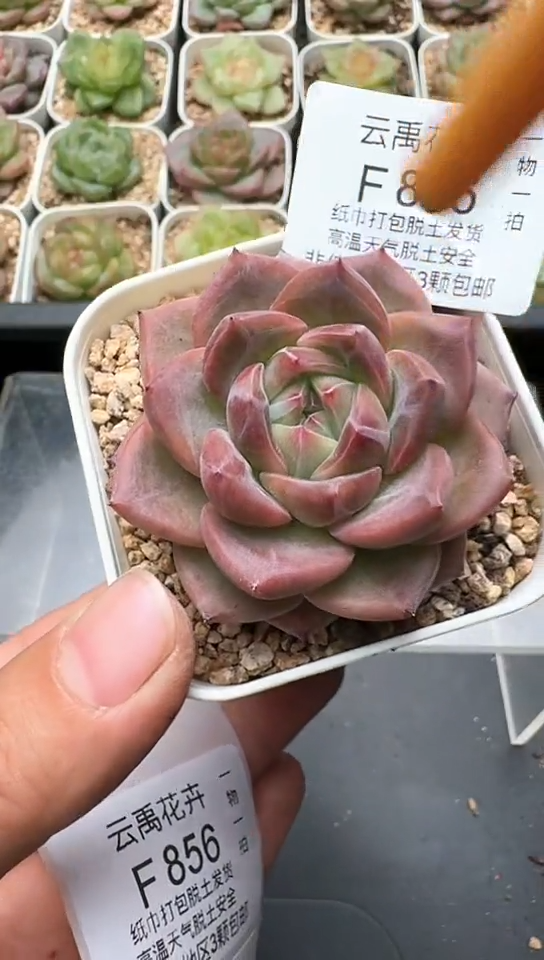 855F云禹多肉植物 默认脱土纸巾打包 3颗包邮