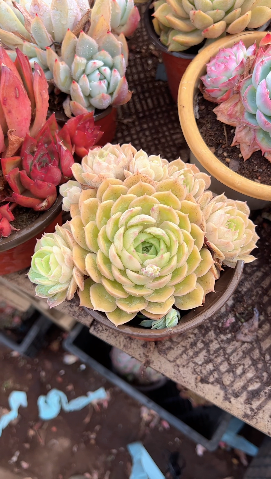 L*L多肉植物一物一拍24388