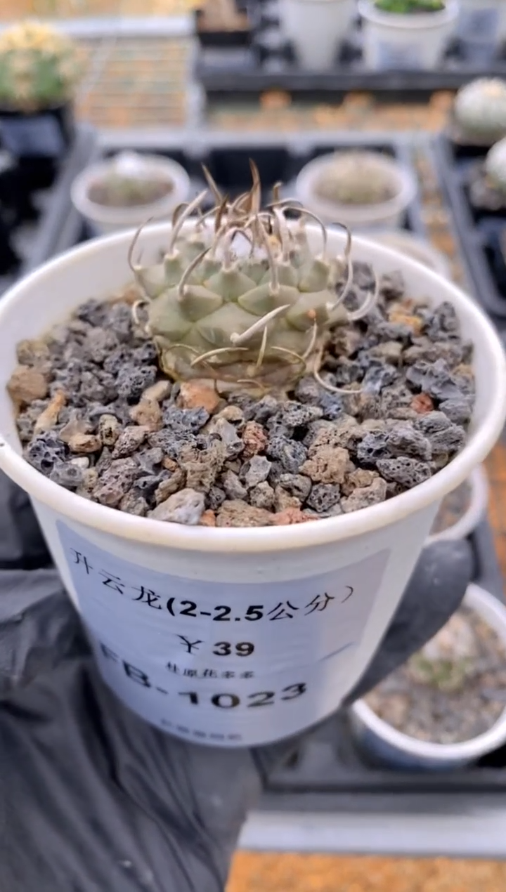 【闪购商品】升云龙FB-1023