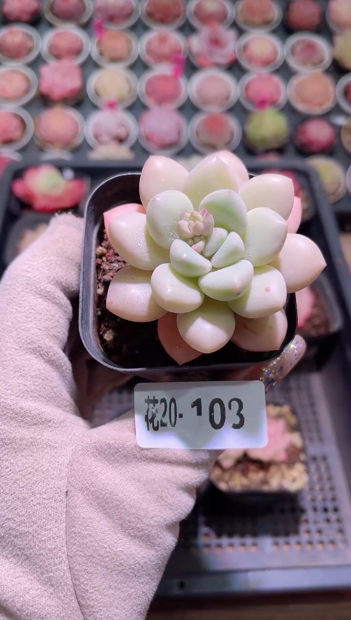 【闪购商品】20-108泡泡糖